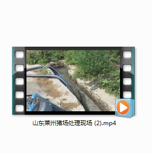山东莱州猪场处理现场 (2)